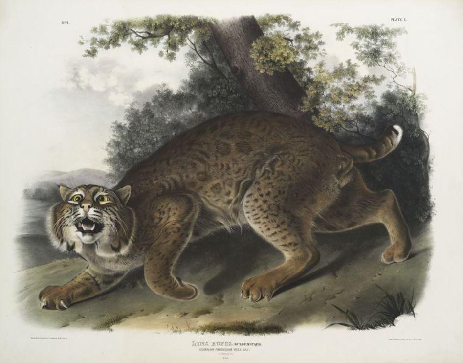 Vintage painting of a bobcat by John James Audubon.